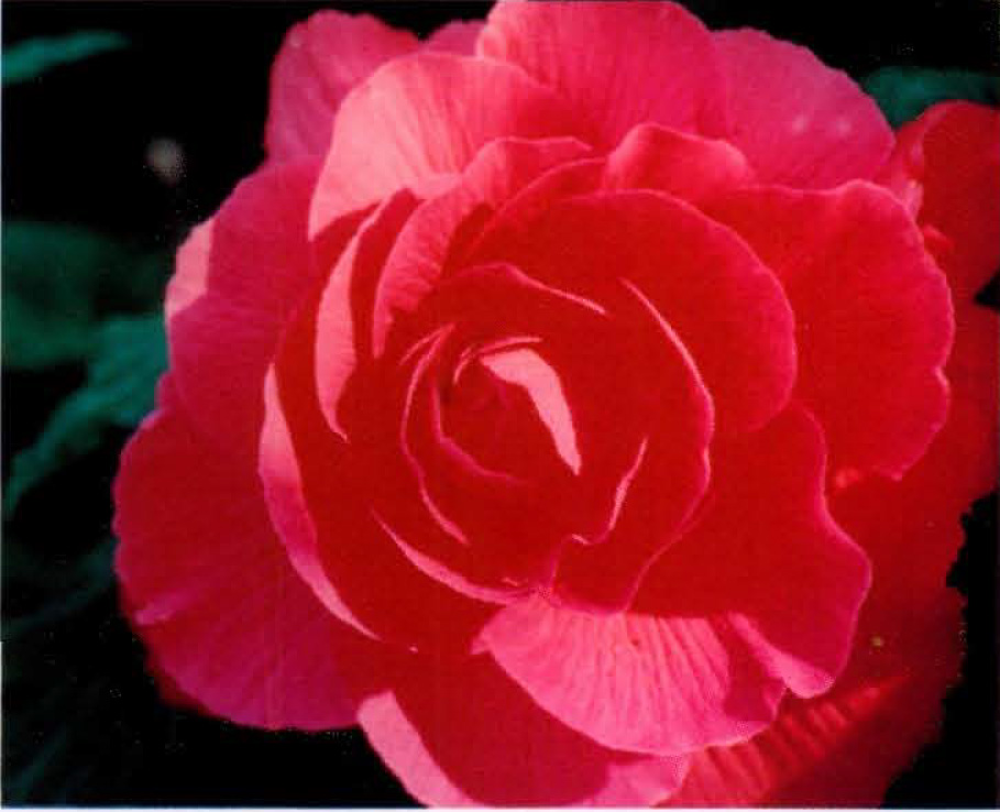 B. ‘Rosina Hatcher’